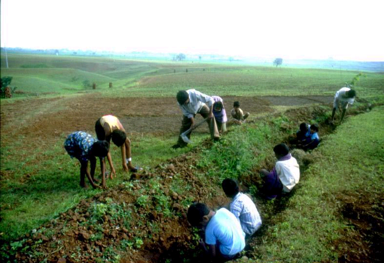 planting